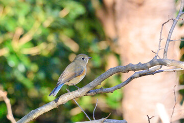 ルリビタキのひと休み