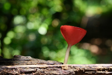 Beautiful champignon mushrooms