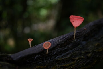 flower in the forest, heart on a tree ,champignon mushroom
