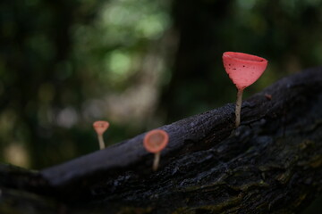 heart on a tree ,champignon mushroom