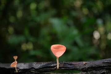 heart on a tree ,champignon mushroom