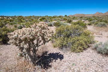 Basin and Range National Monument Cactus and desert bitterbrush shrubland in Lincoln County,...