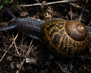 The brown garden snail was brought to California in 1850 from Europe and considered a garden pest. Also called the European brown snail (Cornu aspersum), it is also a French delicacy, escargot.