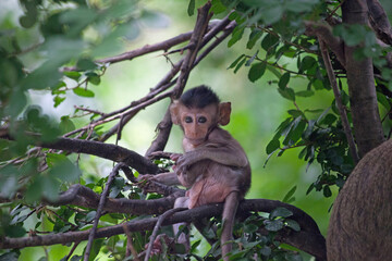 可愛いサル
