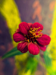 zinnia flower 
