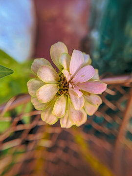 zinnia flower in basket
