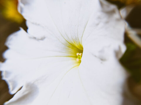 close up of white petunia