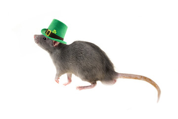 st patrick rat hat green clover fluffy gray cute white isolated background festive decor