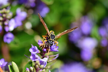 Asian paper wasp during his breakfast on one of the flowers.
