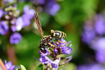Asian paper wasp during his breakfast on one of the flowers.