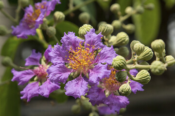 Lagerstroemia grandiflora and capsules of Lagerstroemia grandiflora