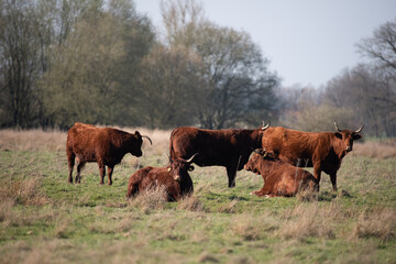 Fototapeta premium Cows