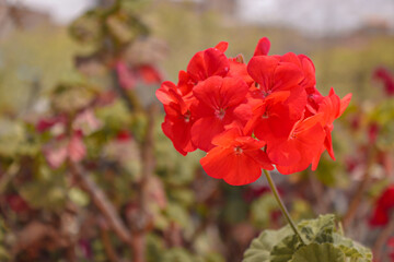 red poppy flowers