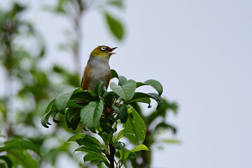 Silvereye bird in Auckland, Bew Zealand
