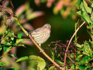 Female House Finch Bird Perched on a Brush Branch in the Morning Sun Eating Berries Next to Her with Green Foliage and Fruit in the Background