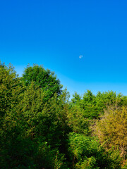 Obraz premium Landscape View of Green and Yellow Leaves in Trees with a Bright Blue Sky on a Summer Day with the Moon Showing Above the Trees