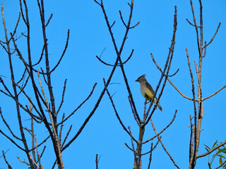 Lone Cedar Waxwing Bird Perched Among Bare Tree Branches with a Bright Blue Sky 