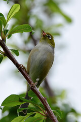 Silvereye bird in Auckland, Bew Zealand