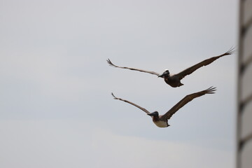 pelicans flying in parallel