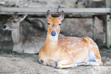 pair of spotted deer lie on the ground in the shade resting, artiodactyl cute animals