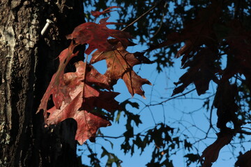 turning of the leaves against blue sky