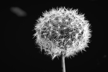 diente de león en blanco y negro 