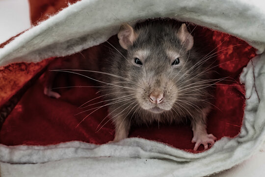 angry gray rats with narrowed eyes sits in cover looking at the camera