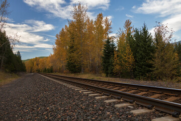 Railroad Tracks thru the Forest  
