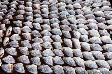 fresh fish. Sun exposure to dry the fish.