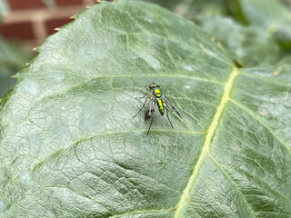 Closeup of a green fly on a large leaf