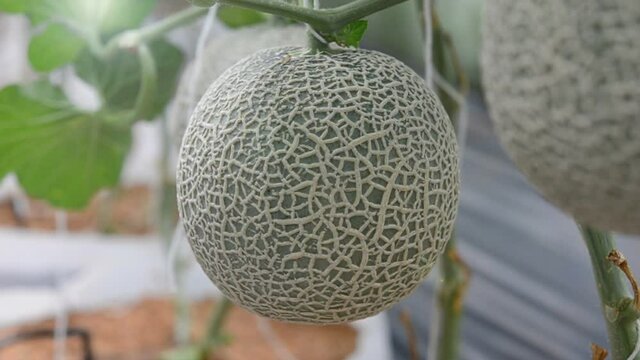 close up of fresh melon in a vegetable garden