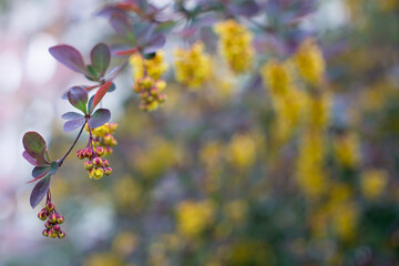 Flowering Thunberg's barberry or Berberis thunbergii. Cultivar with red leaves and yellow flowers