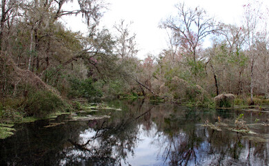 Fototapeta na wymiar Florida's natural environment
