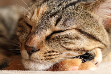 Close-up portrait of young tabby cat, sleeping on a carpet