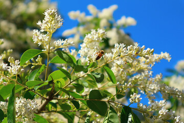 European privet (or wild privet) ligustrum vulgare blooming shrub. Bee pollinates white flowers. - obrazy, fototapety, plakaty