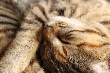 Fototapeta na wymiar Close-up portrait of young tabby cat, sleeping on a carpet