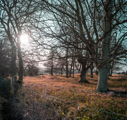 Dead Winter Trees in Rural Ireland