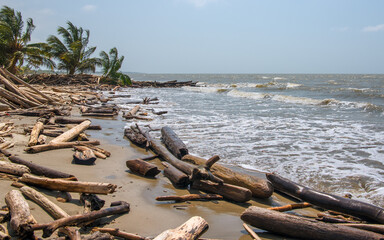 
beach polluted with wood by deforestation