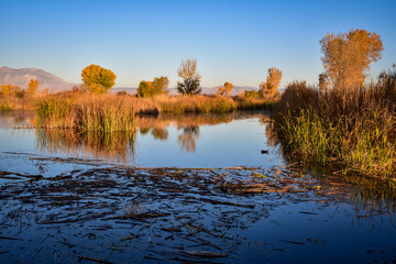 golden yellow orange autumn trees reflection in marsh water wetlands landscape - 390749451