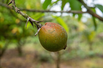borojo fruit