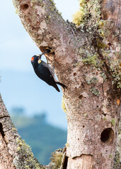 
woodpecker in jericho