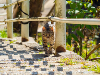 野良の子猫