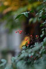 The first day of Winter according to the Japanese calendar.