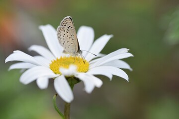 Nippon daisy flower and a butterfly.
