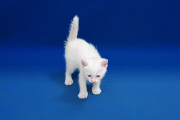 Cute little white cat on blue background