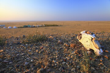 Obraz premium travel in Mongolia