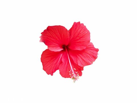 Red hibiscus flower cut isolated on white background