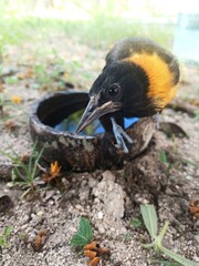yellow billed hornbill