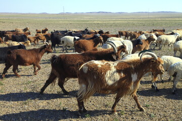 travel in Mongolia