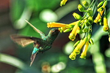hummingbird and flower